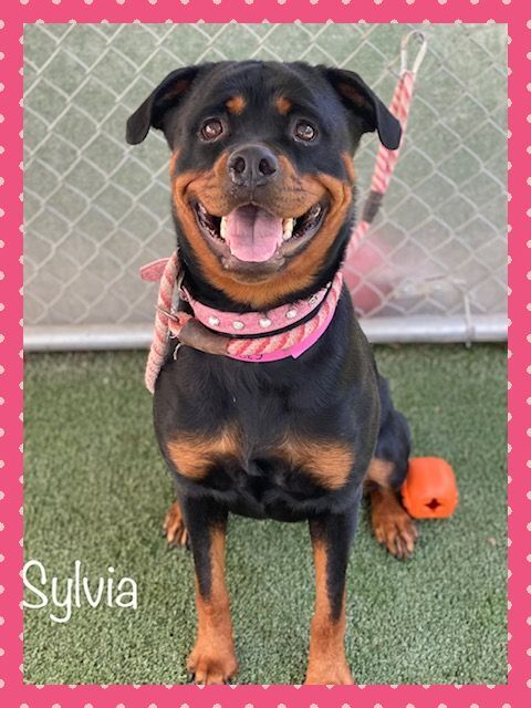 SYLVIA , an adopted Rottweiler in Marietta, GA_image-2