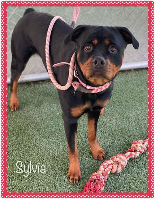 SYLVIA , an adopted Rottweiler in Marietta, GA_image-5