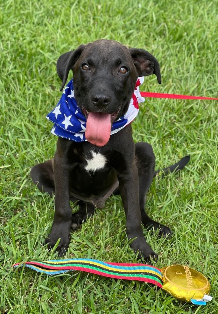 Dallas, an adoptable Mixed Breed in Northwood, NH_image-6