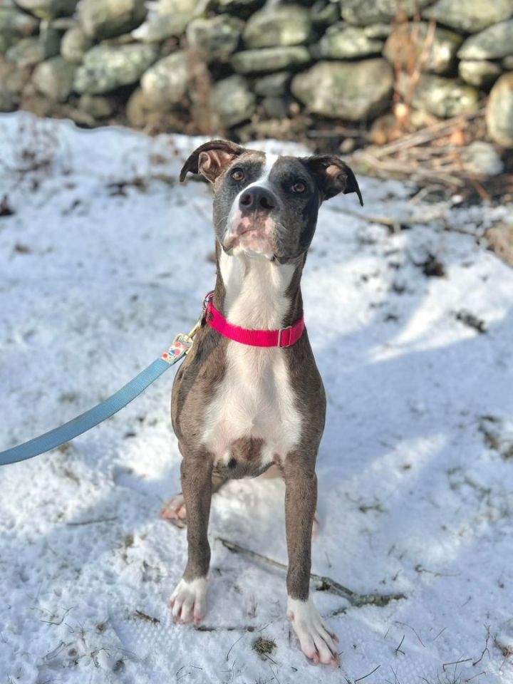 Piper, an adoptable Mixed Breed in Northwood, NH_image-4
