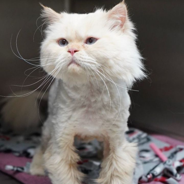 Sultan, an adopted Persian in Naperville, IL_image-1