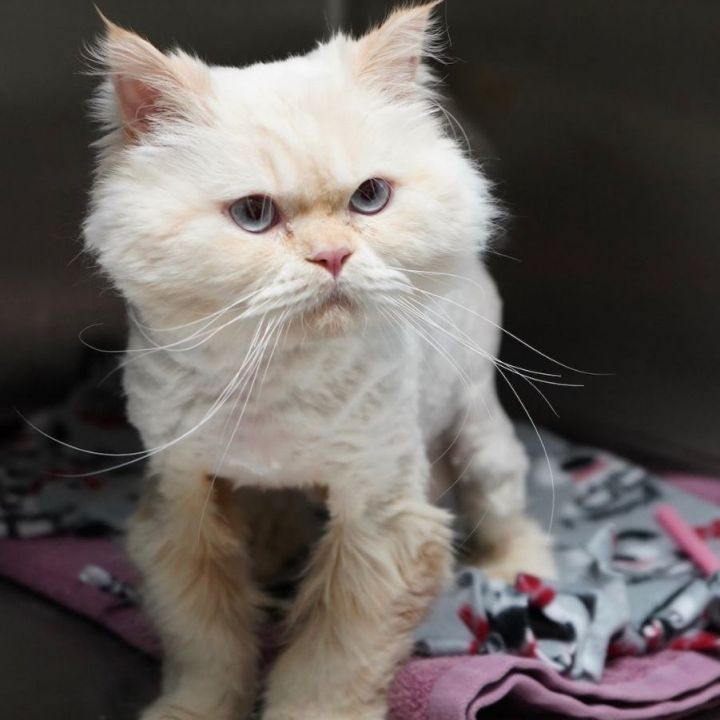 Sultan, an adopted Persian in Naperville, IL_image-2