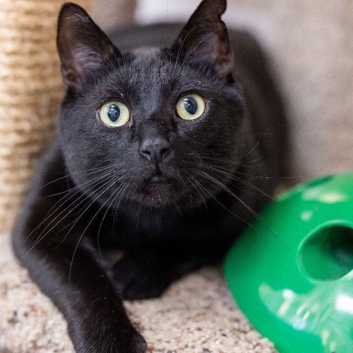 Lucifer, an adoptable Domestic Short Hair in Naperville, IL_image-2