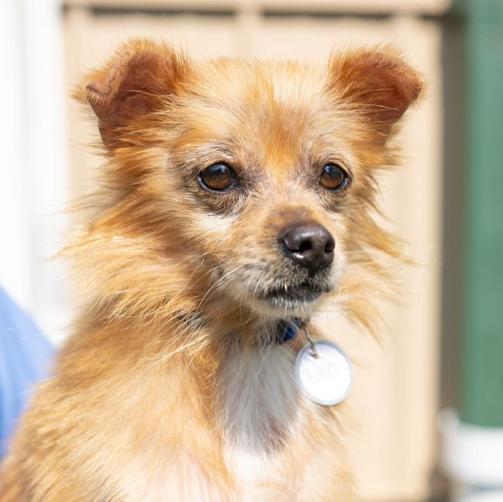 Rooster, an adopted Terrier Mix in Naperville, IL_image-5