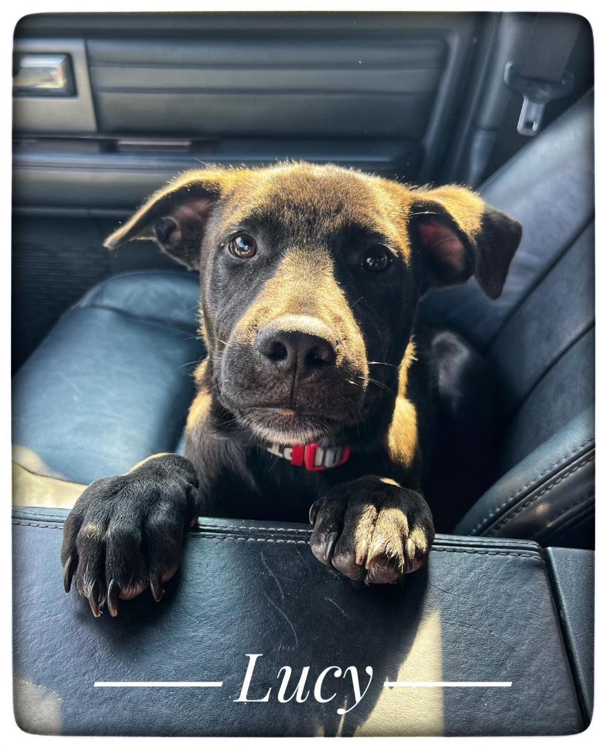 Lucy is pending adoption!