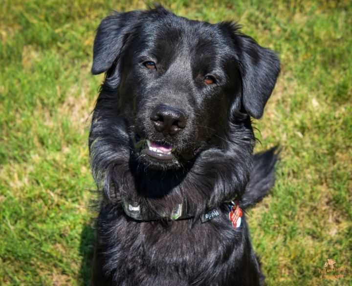 Thriller, an adopted Labrador Retriever in Kiowa, OK_image-2