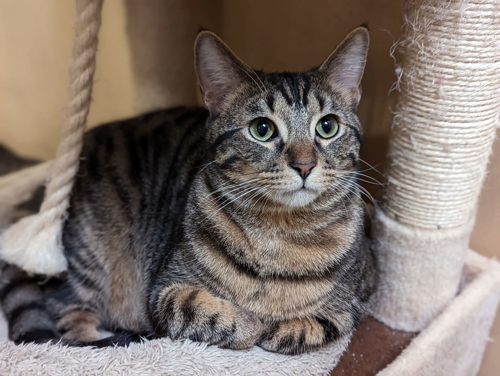 FOXTROT, an adoptable Tabby in Capshaw, AL, 35742 | Photo Image 2