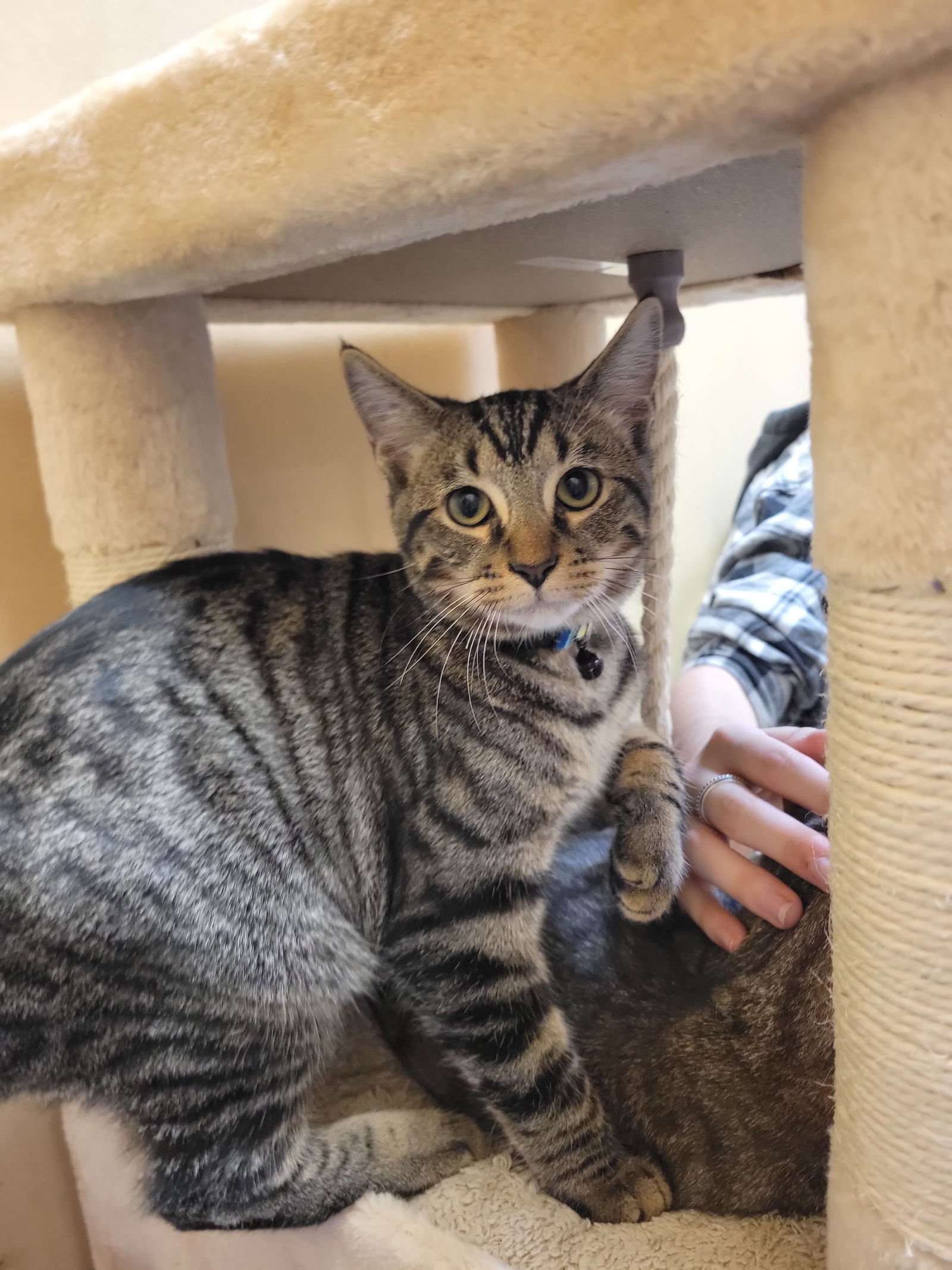 FOXTROT, an adoptable Tabby in Capshaw, AL, 35742 | Photo Image 3