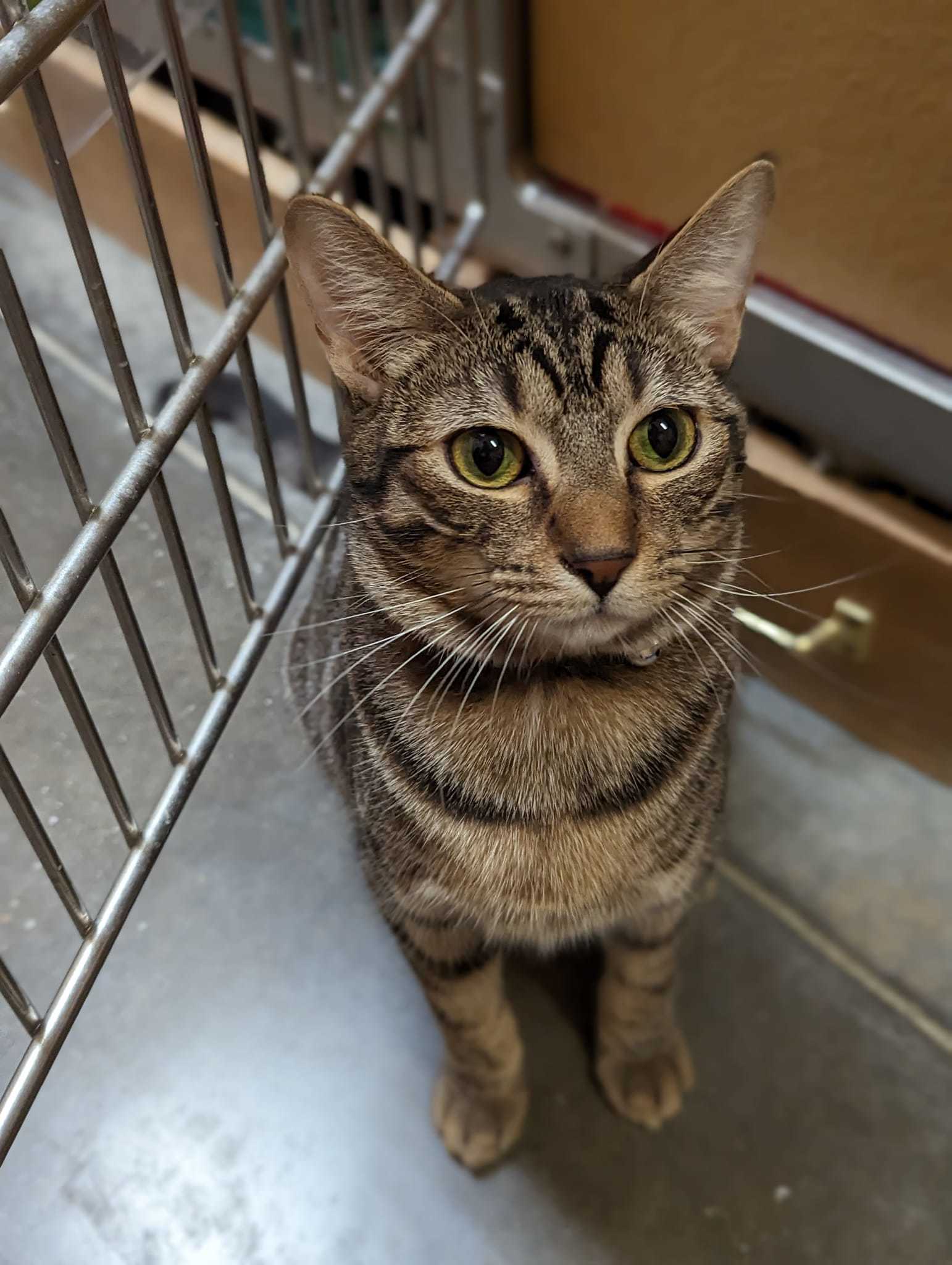 ZULU, an adoptable Tabby in Capshaw, AL, 35742 | Photo Image 2