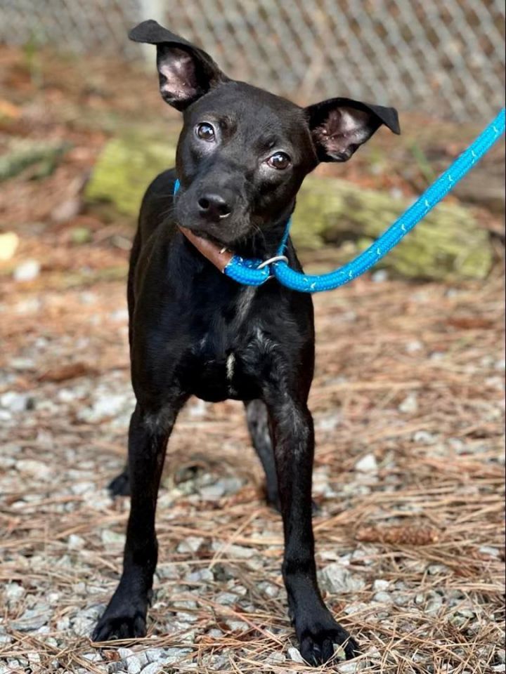 Snoody, an adoptable Terrier Mix in Brunswick, ME_image-3