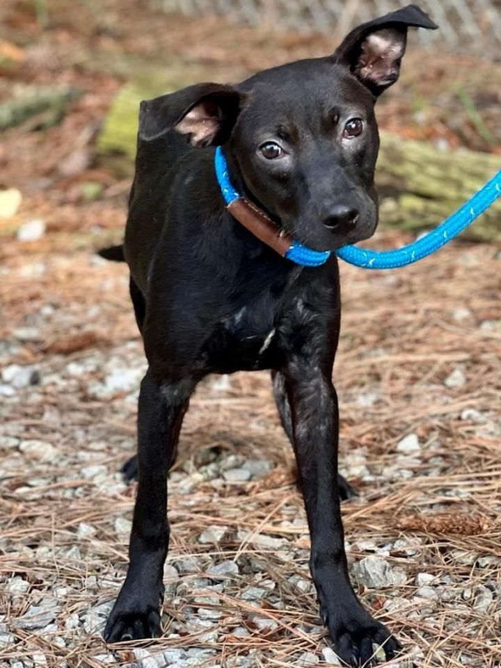 Snoody, an adoptable Terrier Mix in Brunswick, ME_image-4