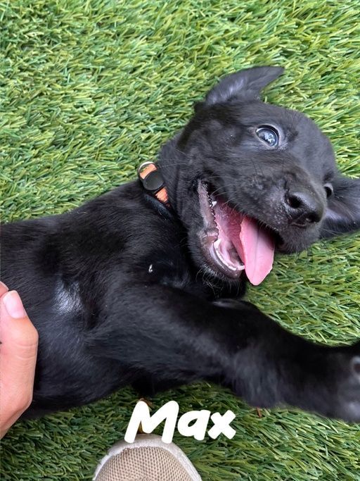 Max - Marvel Pup