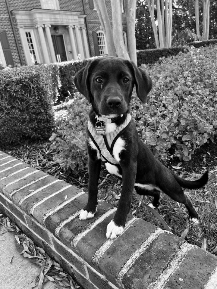 Shania, an adoptable Labrador Retriever & Hound Mix in Charlotte, NC_image-1