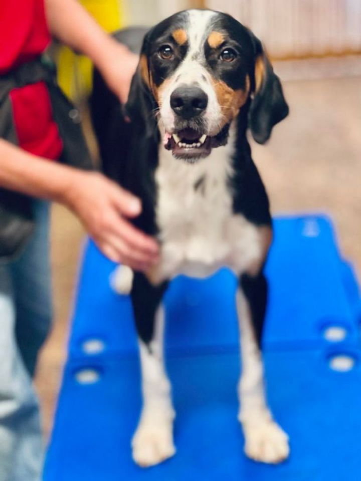 Charlie, an adoptable Bernese Mountain Dog Mix in Brunswick, ME_image-2