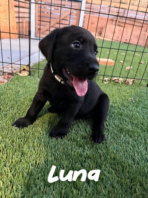 Luna - Marvel Pup