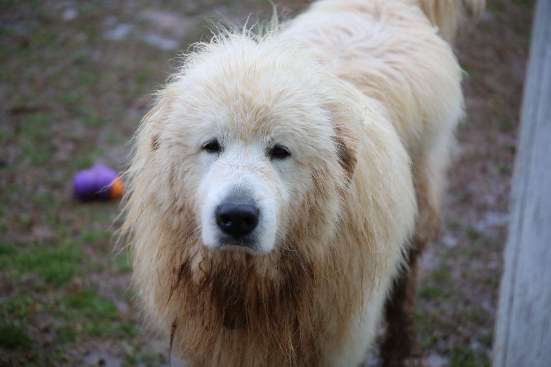 Casey, an adoptable Great Pyrenees in Claremont, NC, 28610 | Photo Image 1