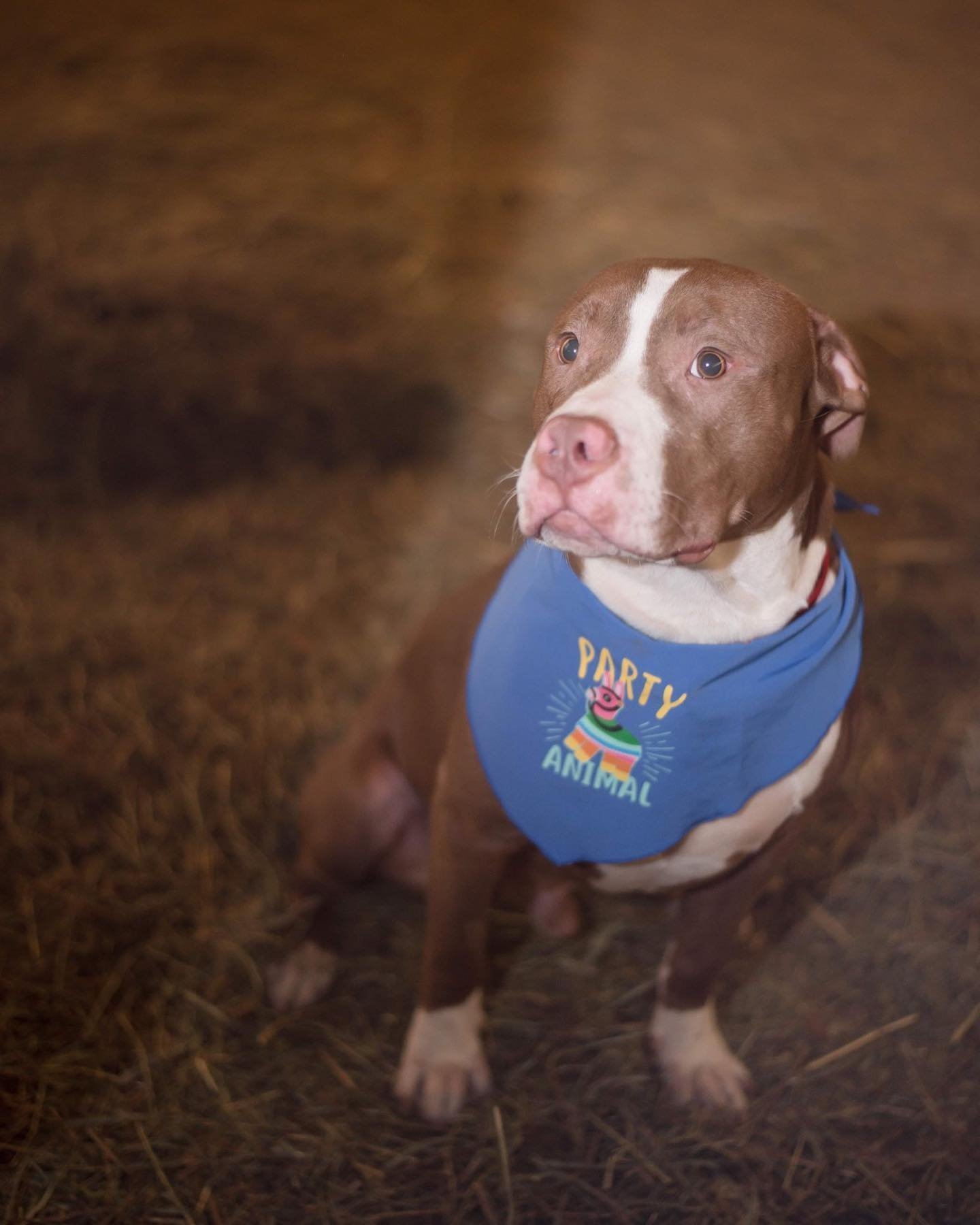 MJ, an adoptable American Staffordshire Terrier in Frankenmuth, MI, 48734 | Photo Image 2