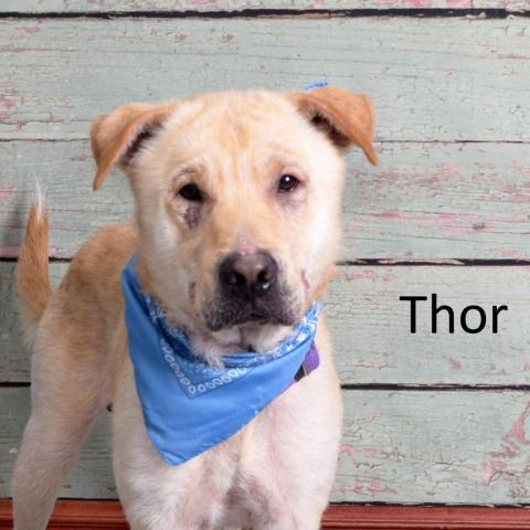 Thor