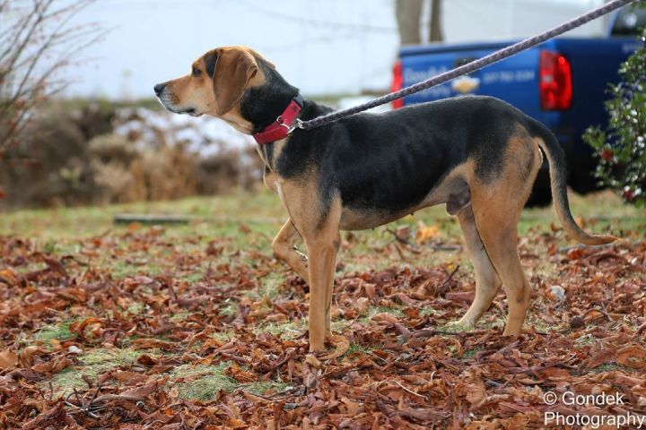 Scarface, an adoptable Hound Mix in Brunswick, ME_image-2