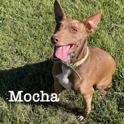 Mocha