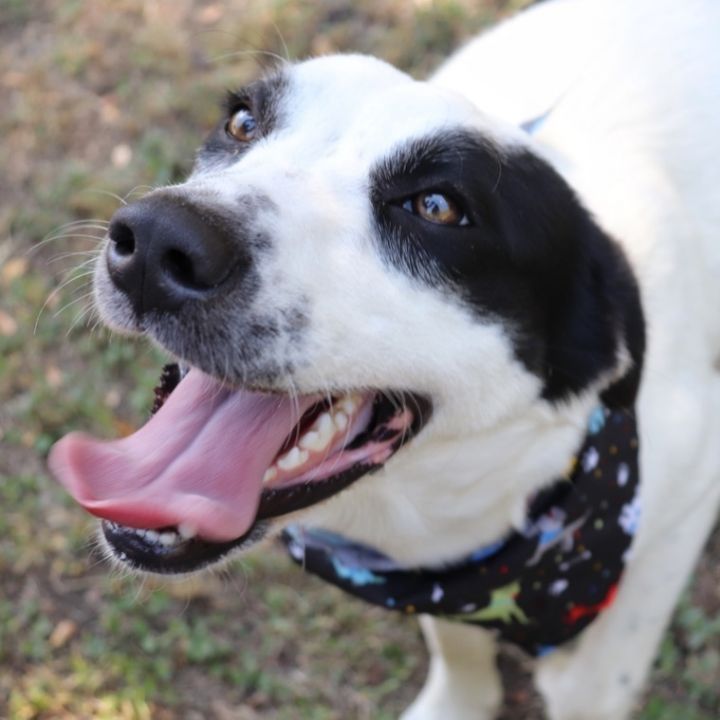 Snoopy, an adopted Border Collie Mix in Sherman, TX_image-1