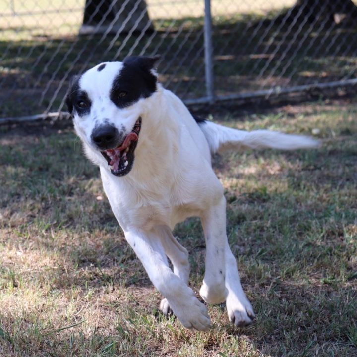 Snoopy, an adopted Border Collie Mix in Sherman, TX_image-3
