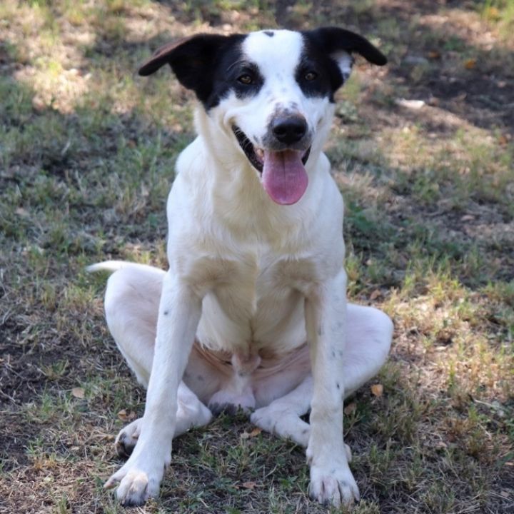 Snoopy, an adopted Border Collie Mix in Sherman, TX_image-4