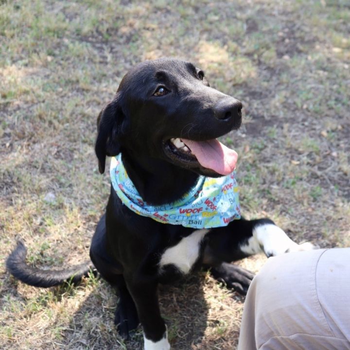 Chip, an adopted Labrador Retriever Mix in Sherman, TX_image-2