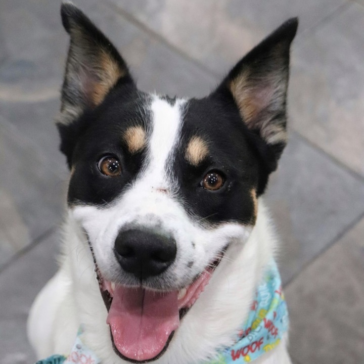 Reese, an adoptable Border Collie Mix in Sherman, TX_image-1