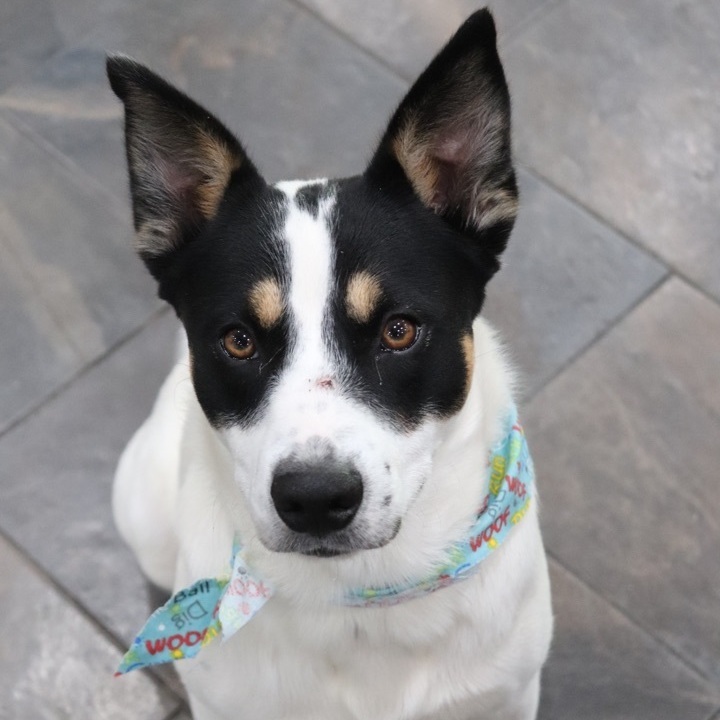 Reese, an adoptable Border Collie Mix in Sherman, TX_image-4