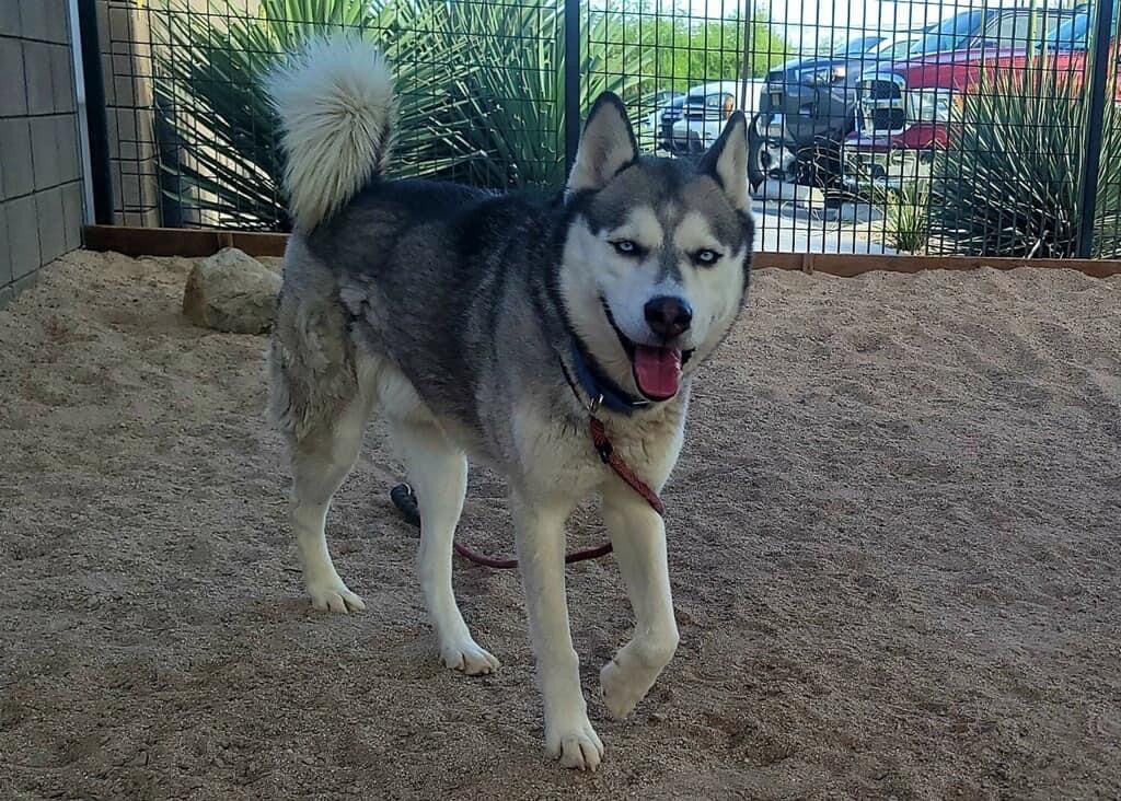 Sulley, an adoptable Husky in Marana, AZ, 85658 | Photo Image 2