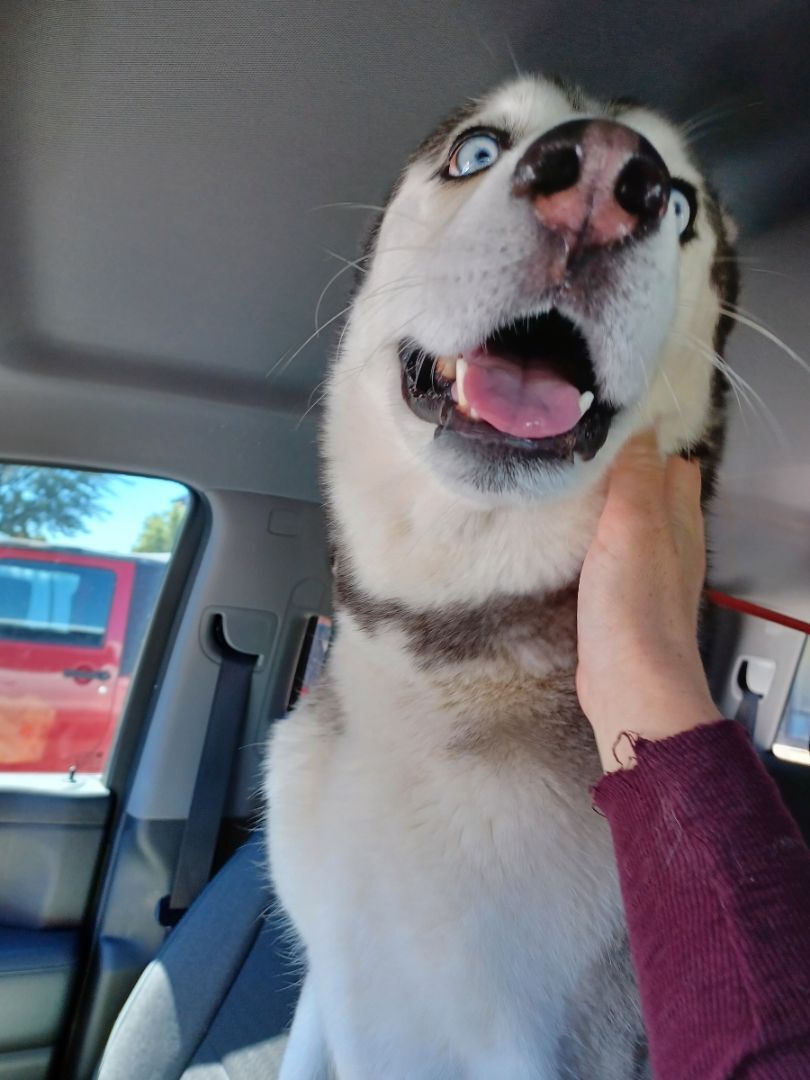 Sulley, an adoptable Husky in Marana, AZ, 85658 | Photo Image 4