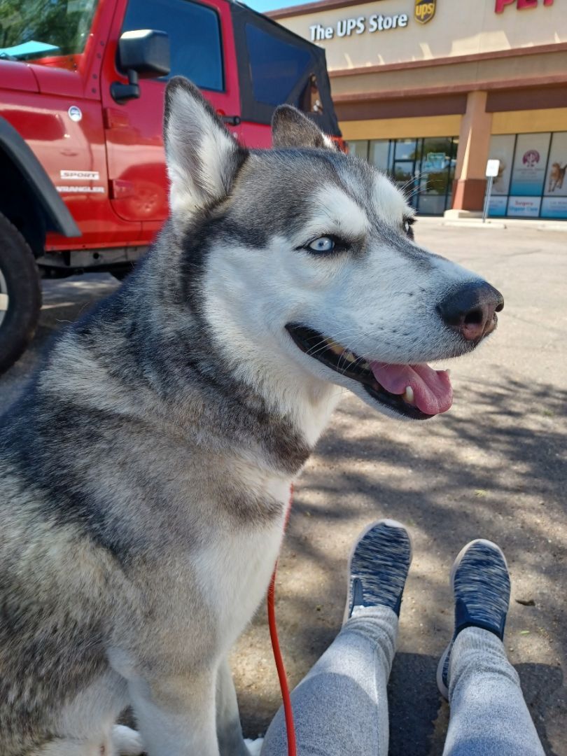 Sulley, an adoptable Husky in Marana, AZ, 85658 | Photo Image 5
