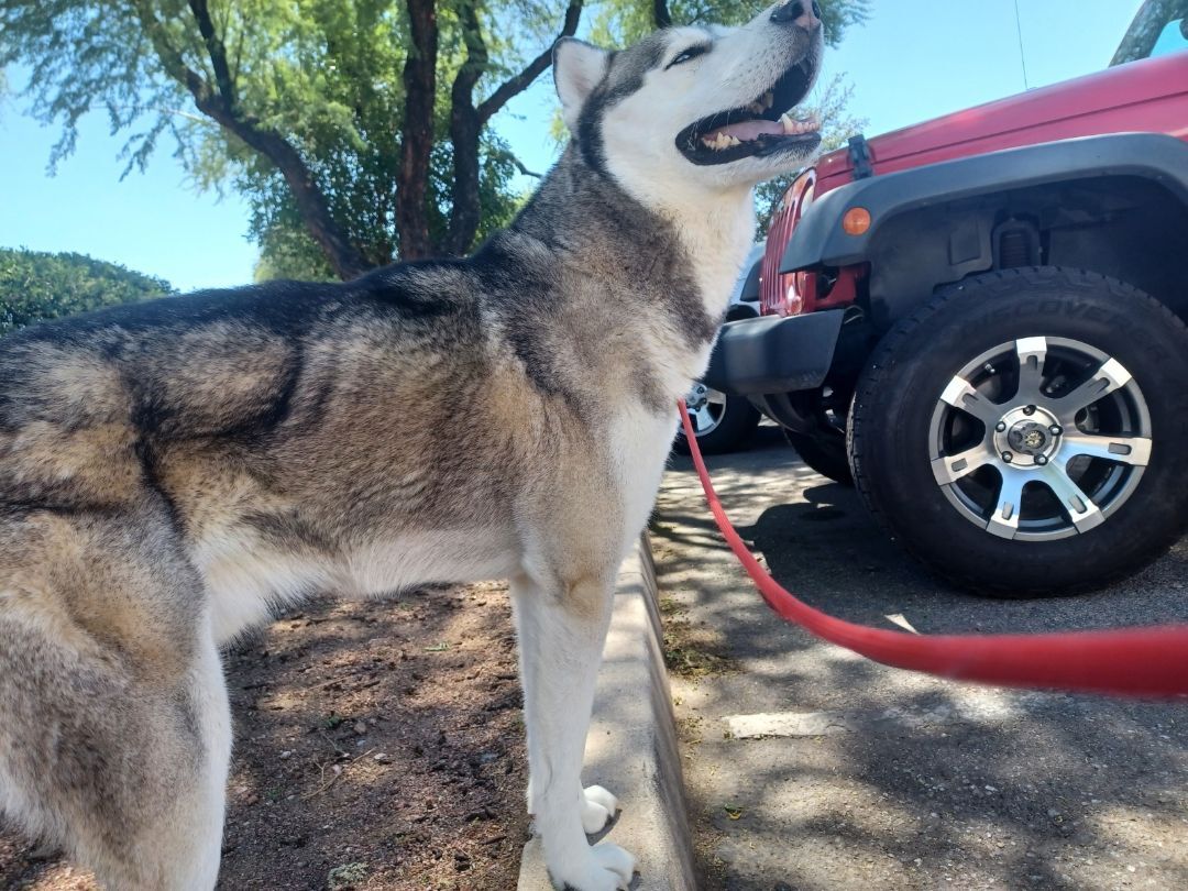 Sulley, an adoptable Husky in Marana, AZ, 85658 | Photo Image 6