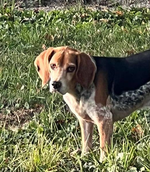 Rafferty, an adoptable Beagle in Indianapolis, IN_image-4