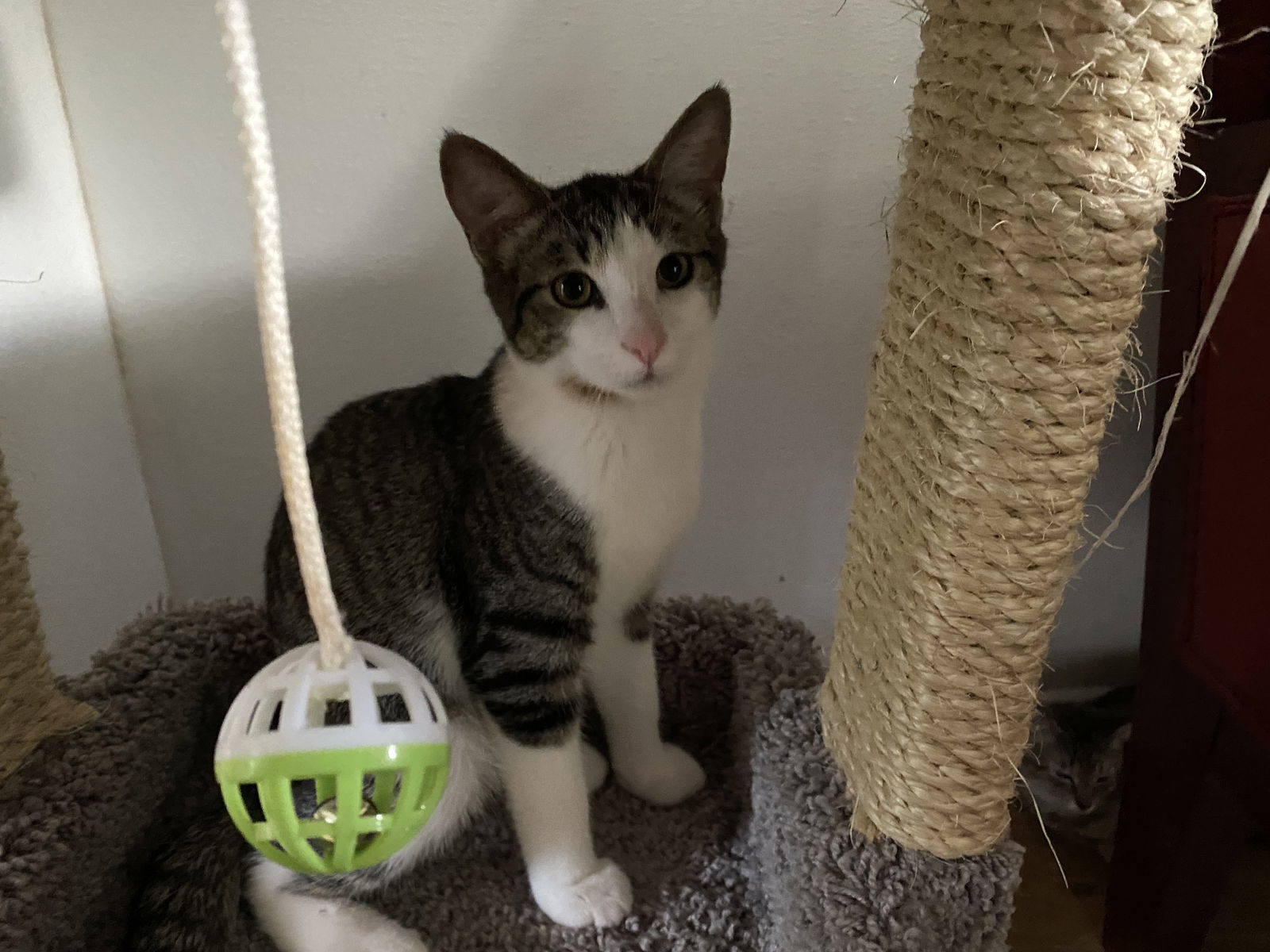 Dexter, an adoptable Domestic Short Hair in Bluefield, WV, 24701 | Photo Image 1