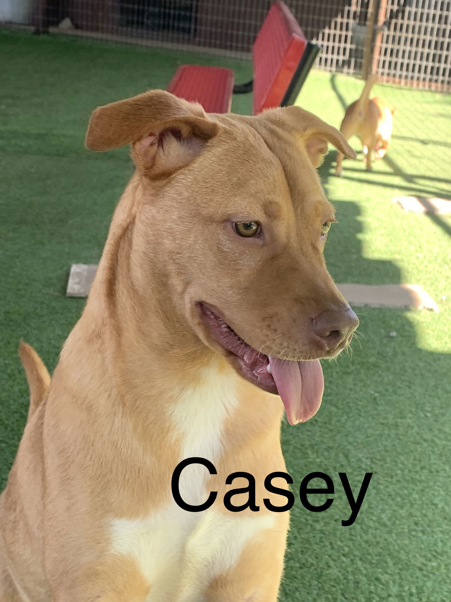 Casey, an adoptable Chihuahua, Shepherd in Pipe Creek, TX, 78063 | Photo Image 1