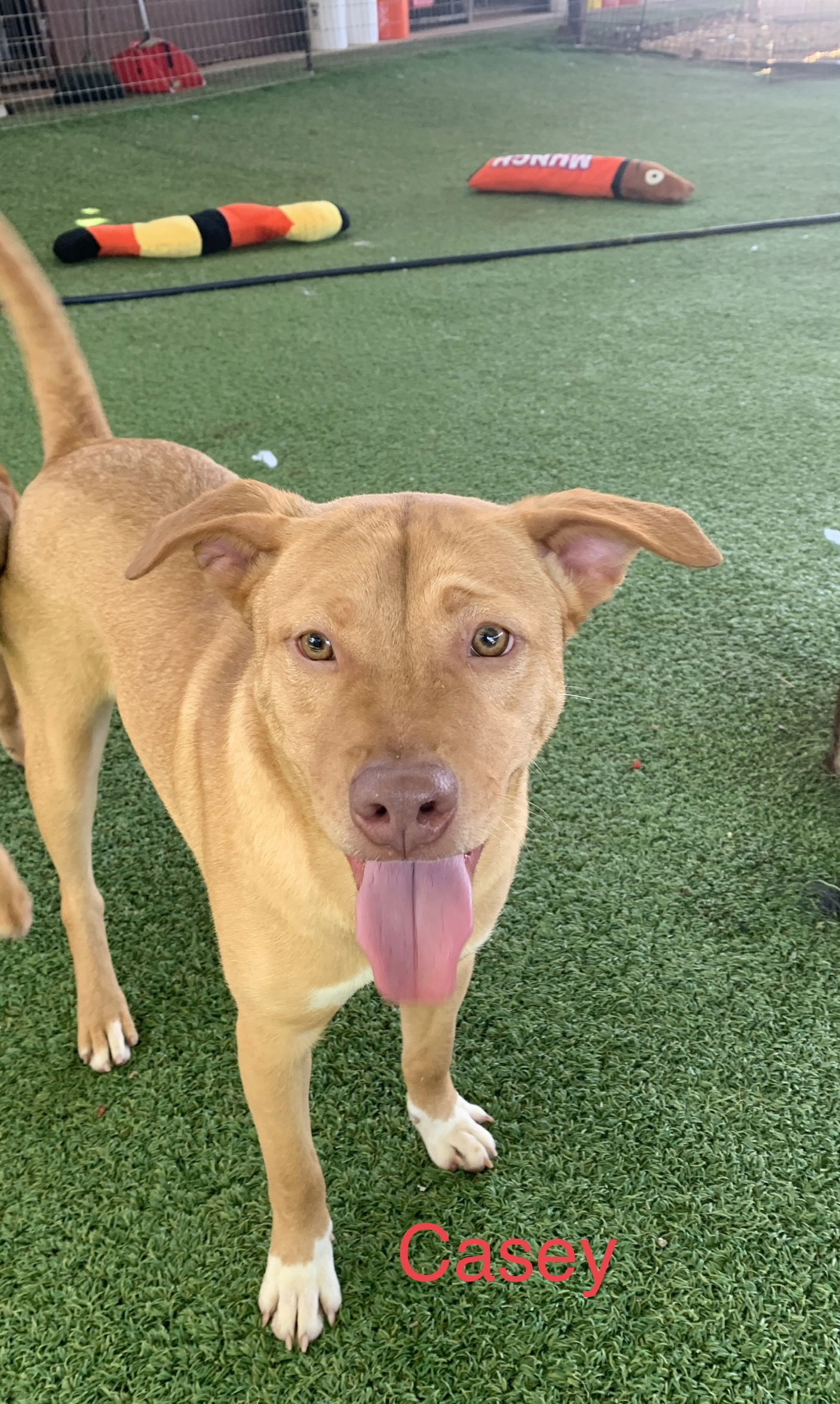 Casey, an adoptable Chihuahua, Shepherd in Pipe Creek, TX, 78063 | Photo Image 2