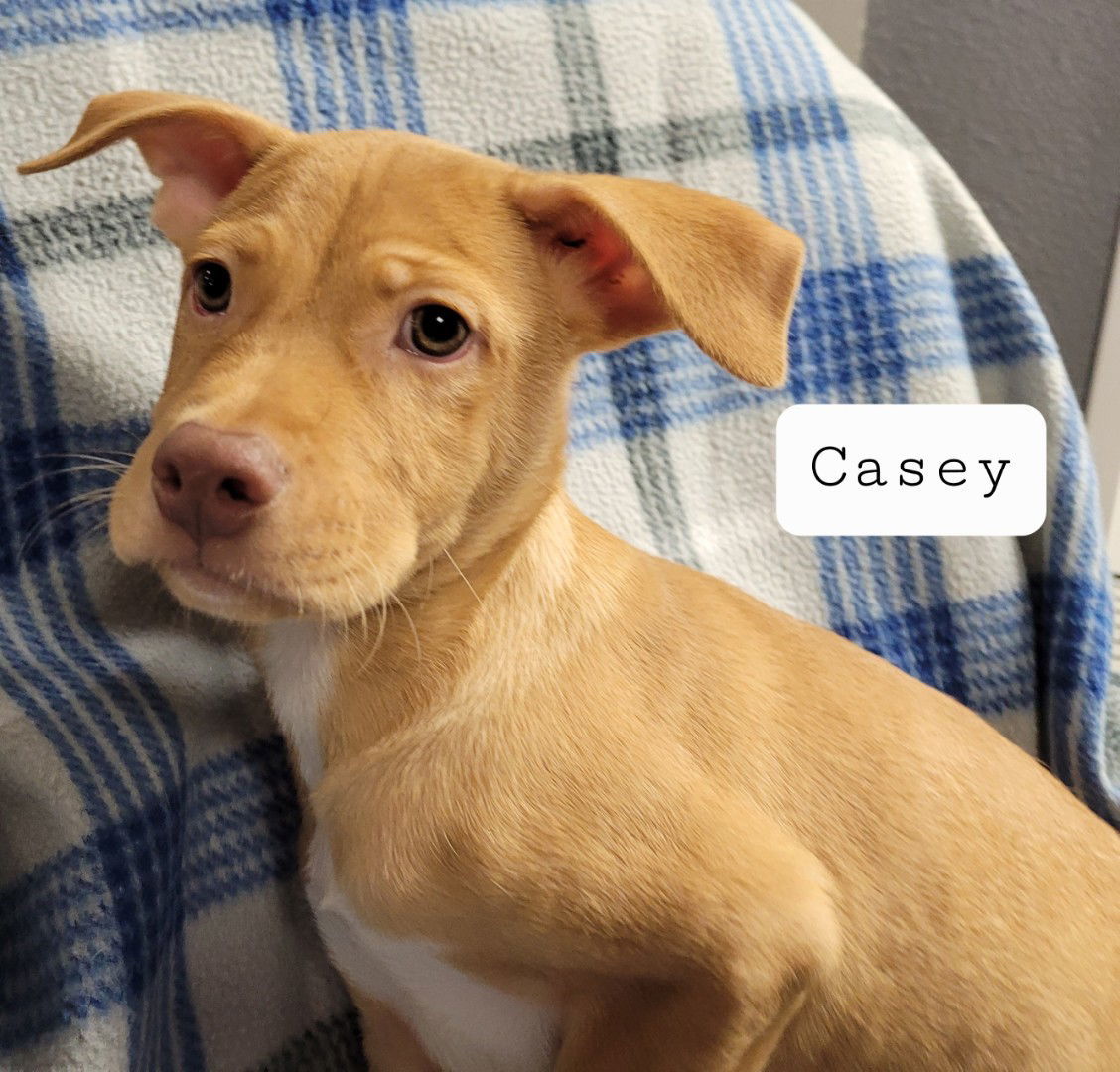 Casey, an adoptable Chihuahua, Shepherd in Pipe Creek, TX, 78063 | Photo Image 3