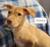 Casey photo 3