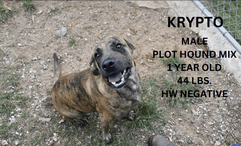 Krypto