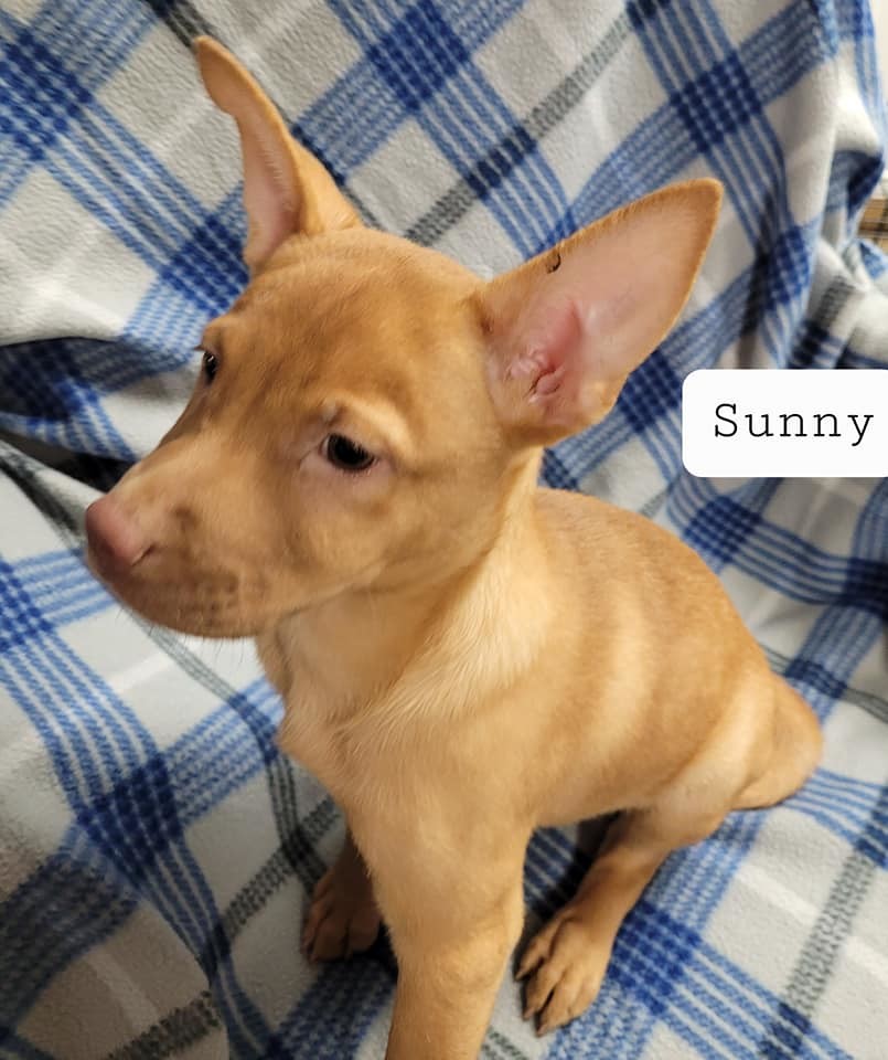 Sunny, an adoptable Chihuahua, Shepherd in Pipe Creek, TX, 78063 | Photo Image 2