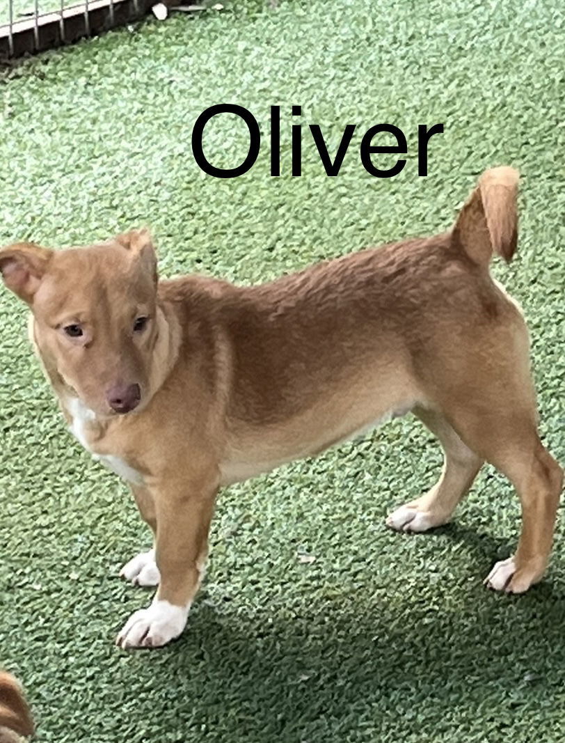 Oliver, an adoptable Chihuahua, Shepherd in Pipe Creek, TX, 78063 | Photo Image 1