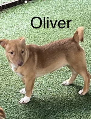 Oliver, Adult Male unknown