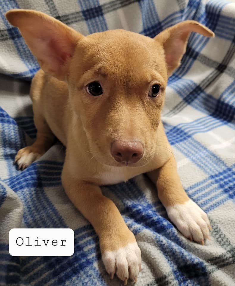 Oliver, an adoptable Chihuahua, Shepherd in Pipe Creek, TX, 78063 | Photo Image 2