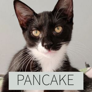 Pancake