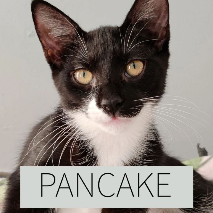 Pancake, an adoptable American Shorthair in Troy, NY_image-1