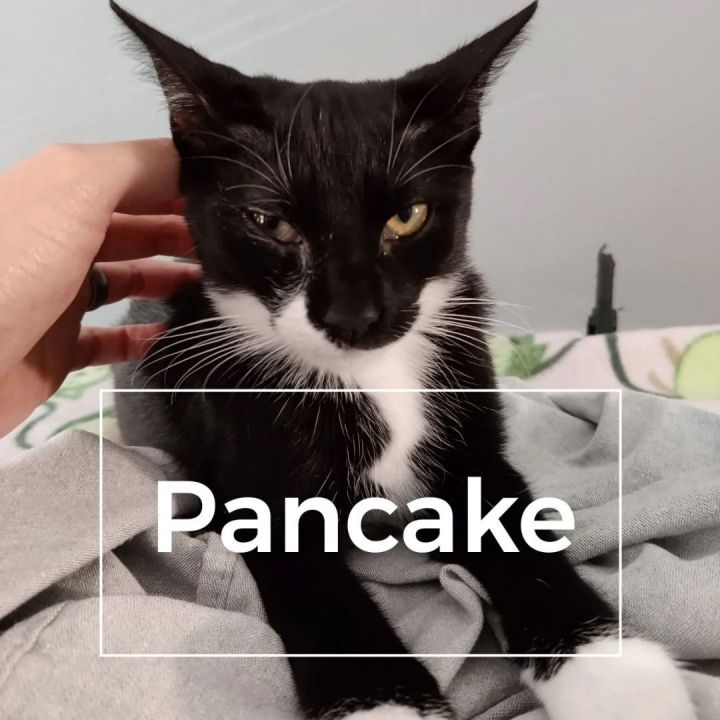 Pancake, an adoptable American Shorthair in Troy, NY_image-2