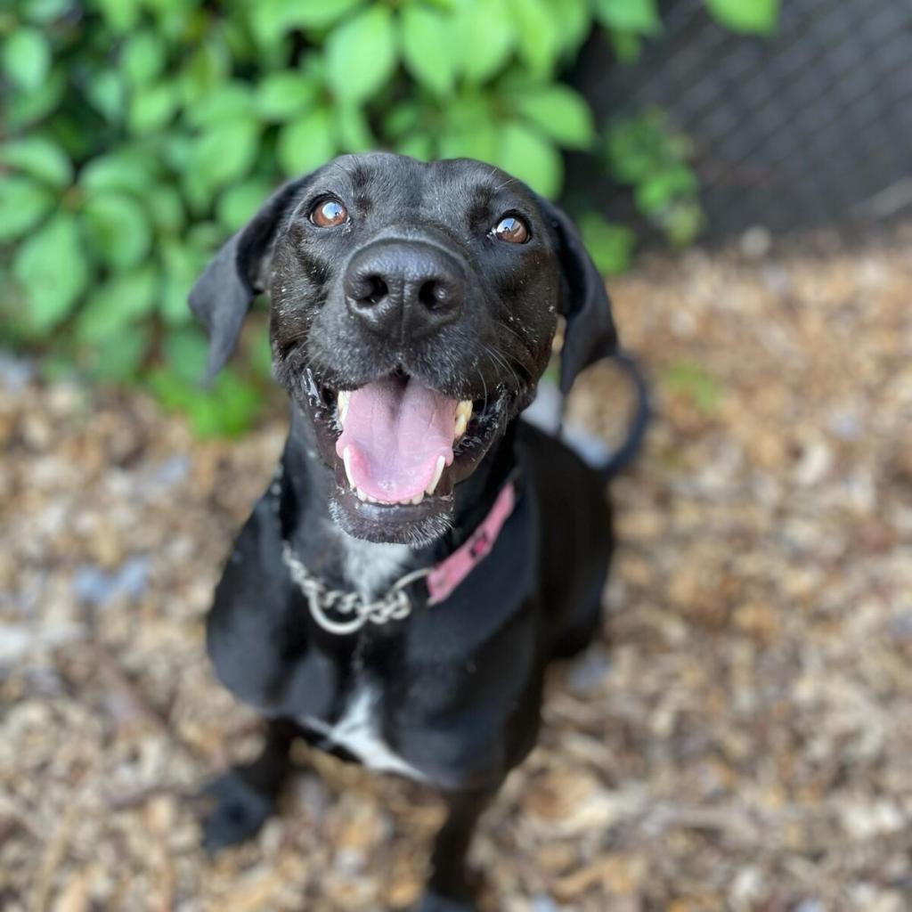 Phoebe 09-1747, an adoptable Hound in Tyrone, GA, 30290 | Photo Image 1