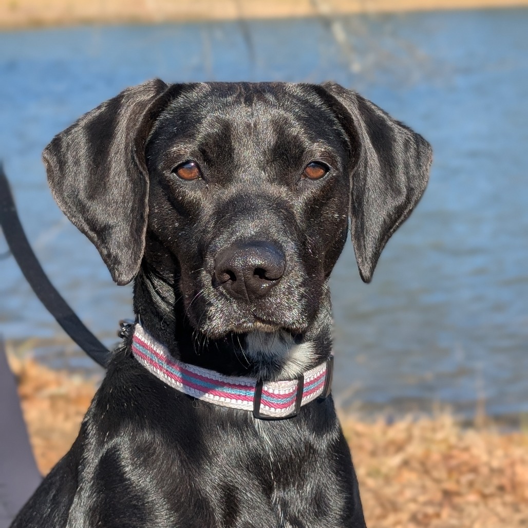 Phoebe 09-1747, an adoptable Hound in Tyrone, GA, 30290 | Photo Image 1